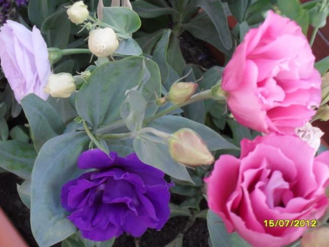 Name:  005.jpg
Views: 728
Size:  41.7 KB