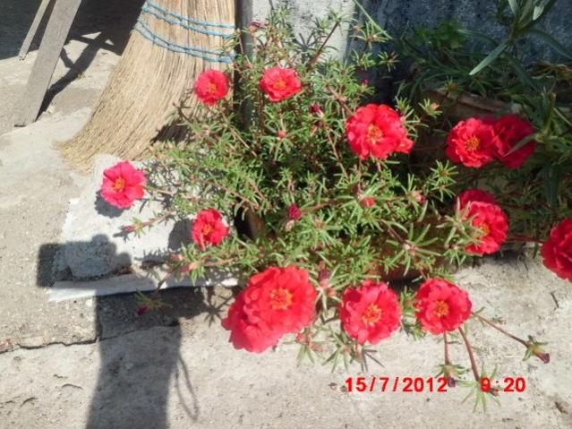 Name:  CIMG2359 (Kopyala).jpg
Views: 1573
Size:  67.1 KB
