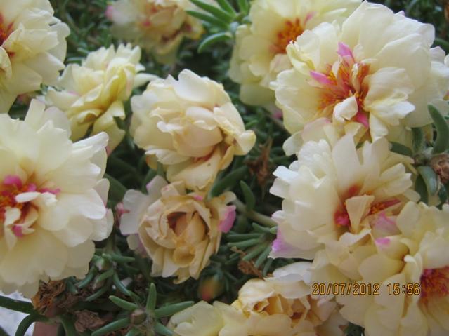 Name:  001.jpg
Views: 2742
Size:  41.8 KB