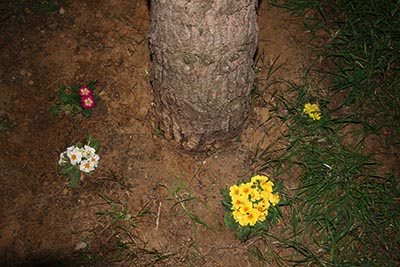 Name:  IMG_0410.JPG
Views: 3100
Size:  57.8 KB