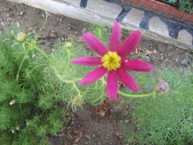 Name:  yeni resimler 5 023.jpg
Views: 2510
Size:  55.7 KB