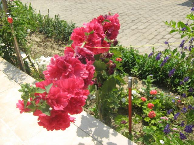 Name:  yeni resimler 4 024.jpg
Views: 6749
Size:  65.4 KB