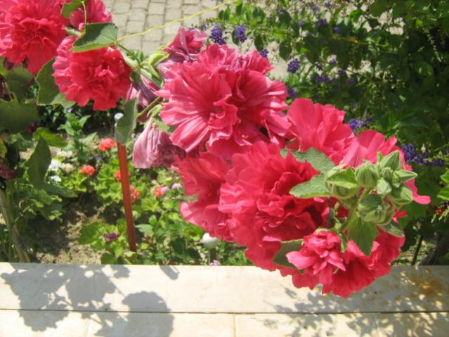 Name:  yeni resimler 4 025.jpg
Views: 5942
Size:  58.3 KB