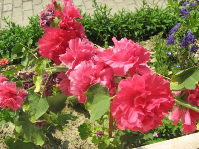 Name:  yeni resimler 4 026.jpg
Views: 8241
Size:  65.7 KB