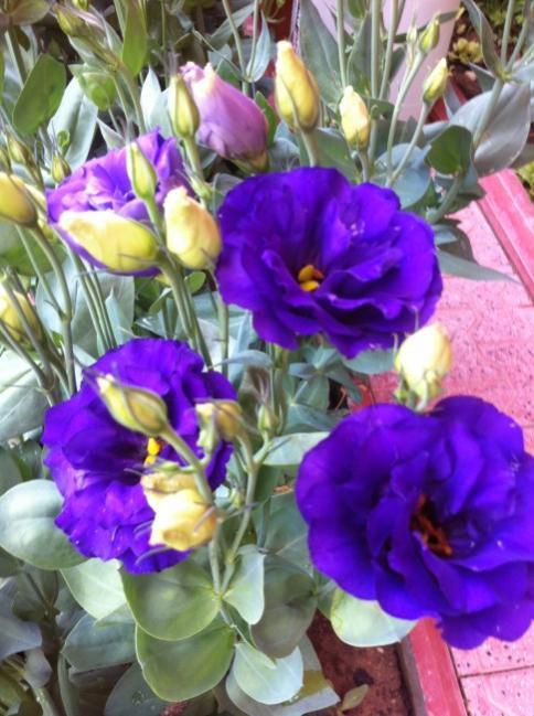 Name:  Resim 038.jpg
Views: 544
Size:  57.0 KB