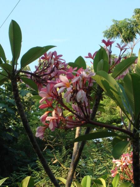 Name:  frangipani flowers.jpg
Views: 726
Size:  51.1 KB