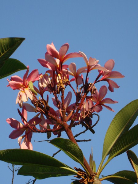 Name:  pink.jpg
Views: 704
Size:  62.4 KB