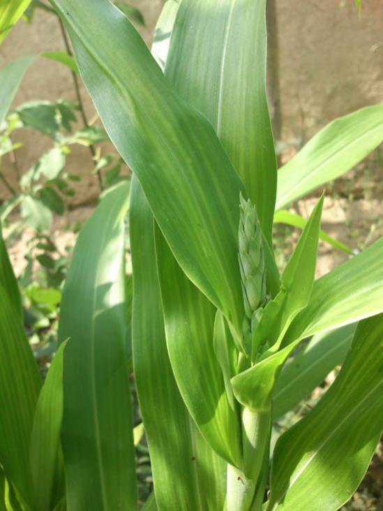 Name:  tesbih_cicegi_1.jpg
Views: 20129
Size:  46.3 KB
