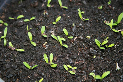 Name:  IMG_0497.JPG
Views: 1263
Size:  63.2 KB