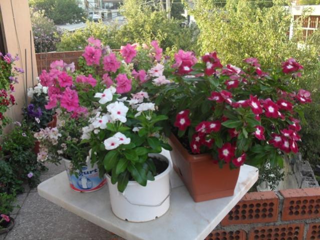 Name:  v 2.jpg
Views: 4962
Size:  62.1 KB