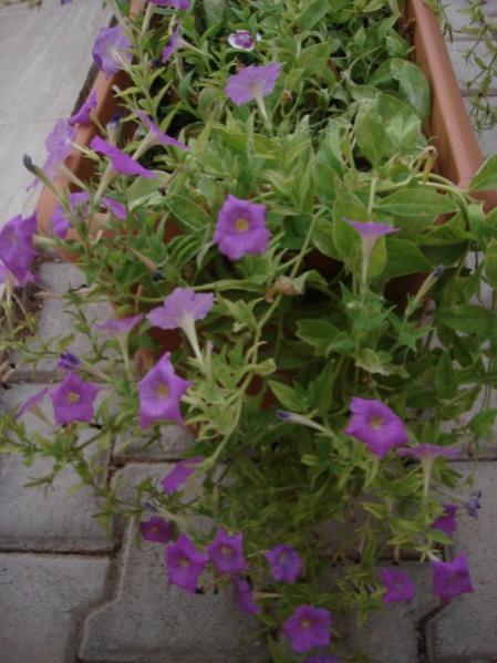 Name:  petunia from seed.jpg
Views: 2336
Size:  45.2 KB