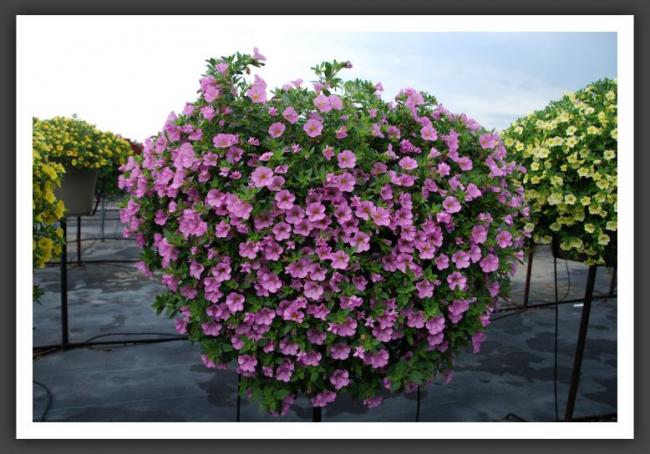 Name:  l58.jpg
Views: 7702
Size:  56.5 KB