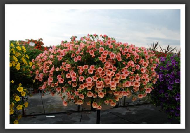 Name:  l61.jpg
Views: 6518
Size:  49.9 KB