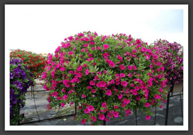 Name:  l63.jpg
Views: 6351
Size:  53.8 KB