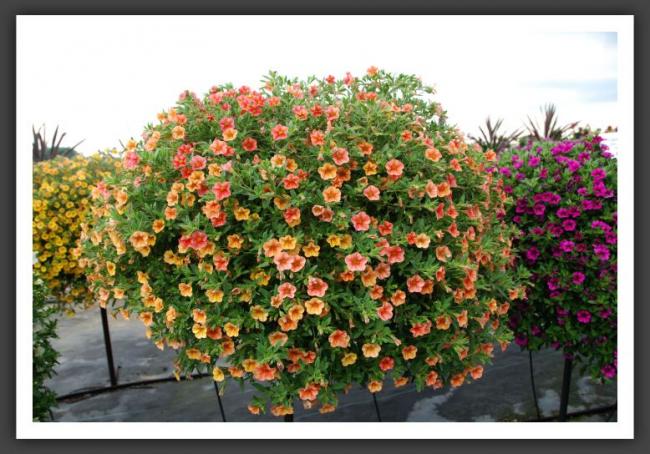 Name:  l67.jpg
Views: 6440
Size:  60.8 KB