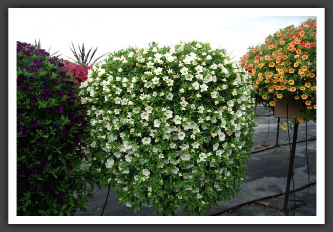 Name:  l66.jpg
Views: 6868
Size:  60.9 KB