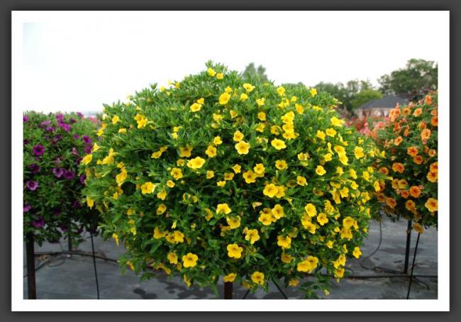 Name:  l77.jpg
Views: 6808
Size:  56.9 KB