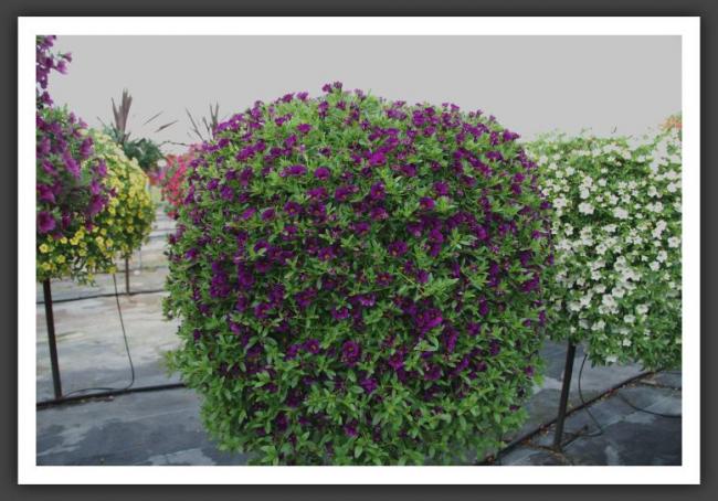 Name:  l65.jpg
Views: 6995
Size:  56.8 KB