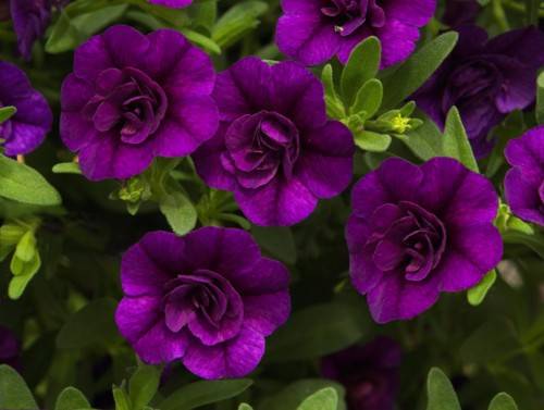 Name:  F_Calibrachoa_MiniFamousDoubleBlue.jpg
Views: 8054
Size:  68.4 KB