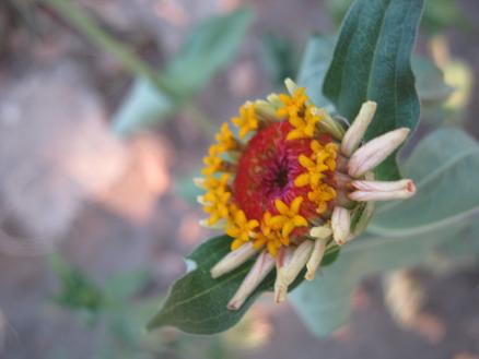 Name:  zinnia3.JPG
Views: 1485
Size:  30.4 KB