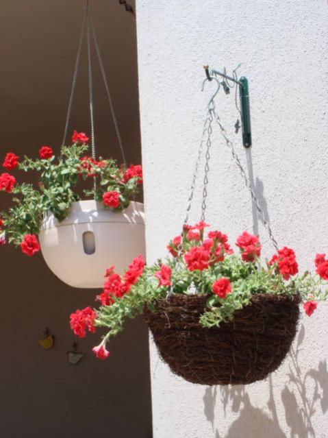 Name:  calibrachoa.jpg
Views: 9972
Size:  43.2 KB