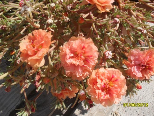 Name:  006.jpg
Views: 2154
Size:  66.0 KB