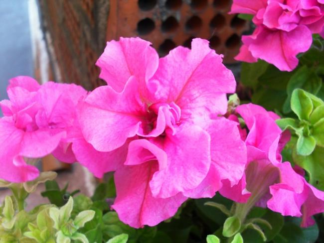 Name:  P03.jpg
Views: 2231
Size:  43.8 KB