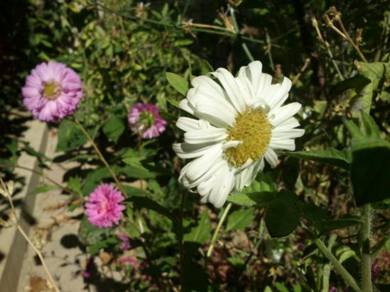 Name:  beyaz_aster.jpg
Views: 1782
Size:  41.5 KB