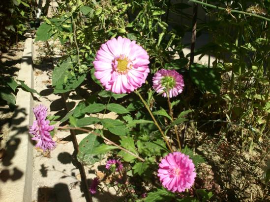Name:  pembe_aster.jpg
Views: 1913
Size:  62.3 KB