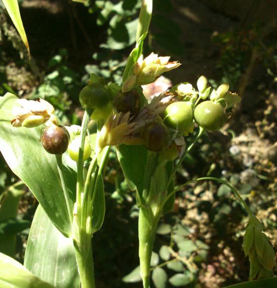 Name:  tesbih_cicegi.jpg
Views: 23403
Size:  49.1 KB