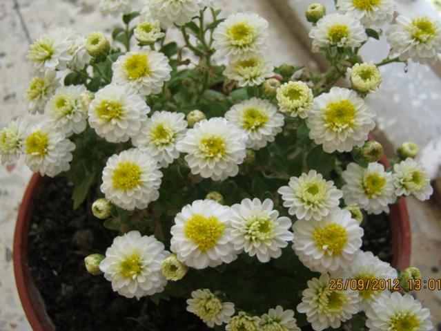 Name:  009.jpg
Views: 1469
Size:  50.4 KB