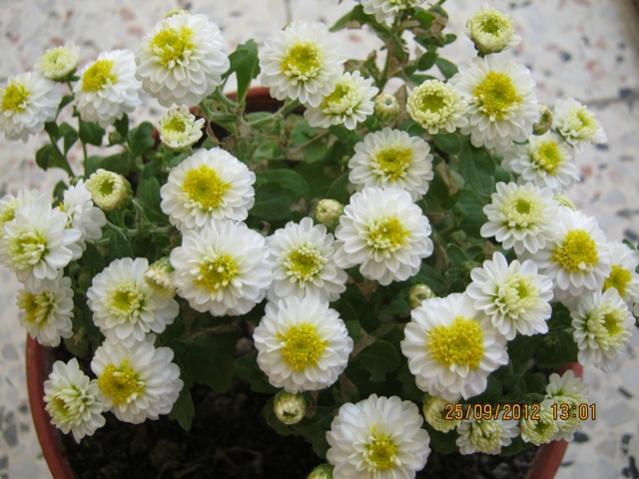 Name:  010.jpg
Views: 1499
Size:  53.4 KB