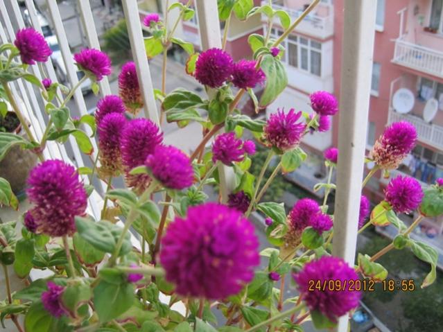 Name:  004.jpg
Views: 2640
Size:  58.1 KB