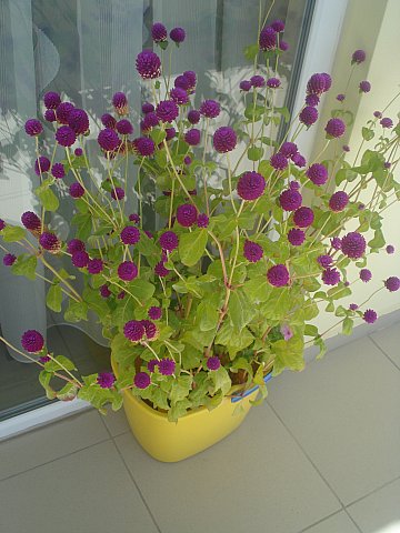 Name:  DSC07560.jpg
Views: 1308
Size:  48.4 KB