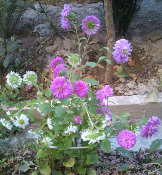 Name:  aster.jpg
Views: 1976
Size:  67.6 KB