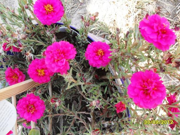 Name:  012.jpg
Views: 2346
Size:  72.2 KB