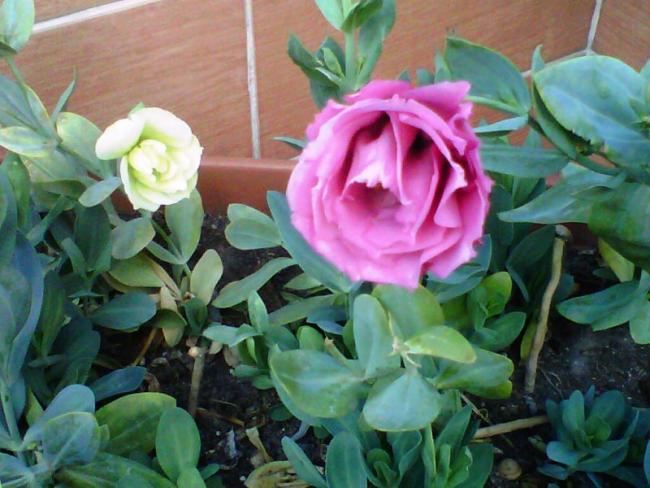 Name:  016.jpg
Views: 1930
Size:  50.8 KB