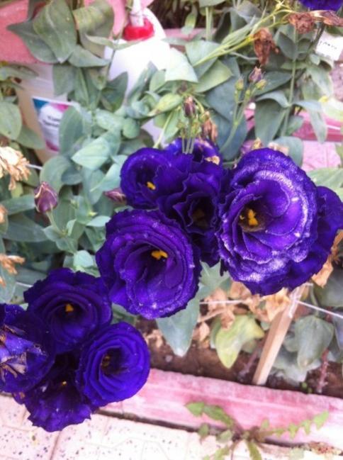 Name:  resim 010.jpg
Views: 1674
Size:  54.1 KB