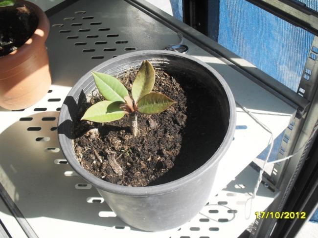 Name:  006.jpg
Views: 766
Size:  52.1 KB