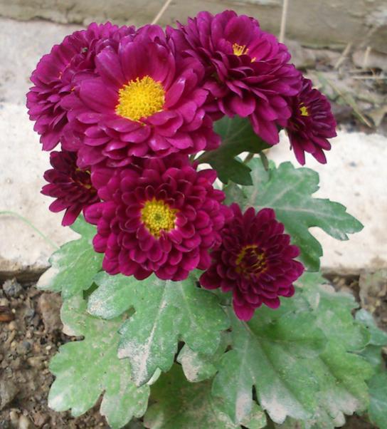 Name:  kasimpati.jpg
Views: 8984
Size:  54.0 KB