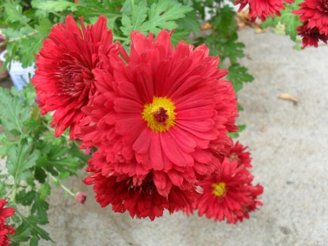 Name:  kp04.jpg
Views: 1207
Size:  45.8 KB