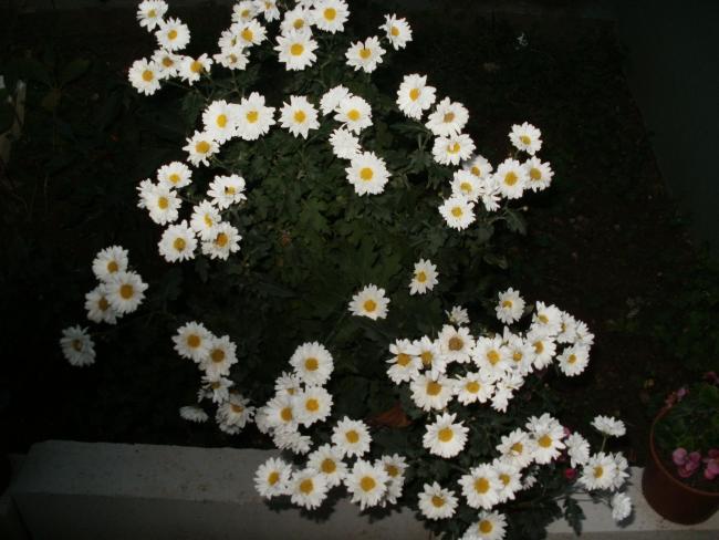 Name:  mmpat.jpg
Views: 1420
Size:  47.3 KB