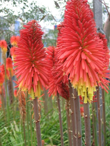 Name:  succulent and bromeliads 002.jpg
Views: 2538
Size:  60.7 KB