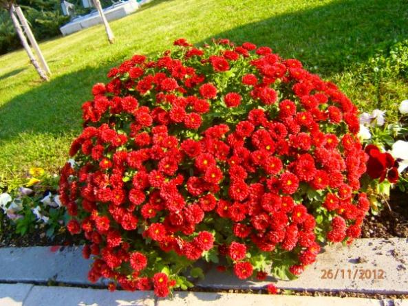 Name:  PB260186 (600 x 450).jpg
Views: 1315
Size:  70.7 KB