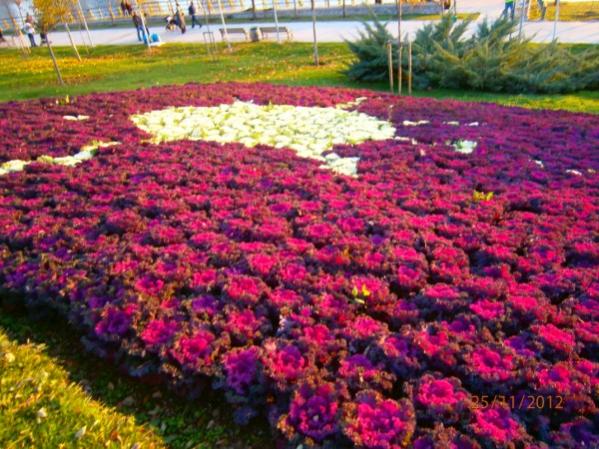 Name:  PB250092 (600 x 450).jpg
Views: 4073
Size:  64.9 KB