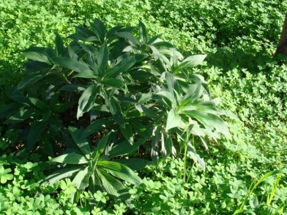 Name:  Echium candicans.jpg
Views: 1972
Size:  71.1 KB