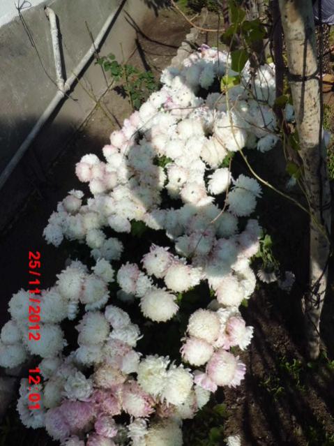 Name:  CIMG2942.jpg
Views: 1791
Size:  55.6 KB