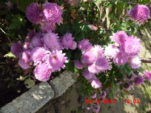 Name:  CIMG2947.jpg
Views: 1768
Size:  60.0 KB