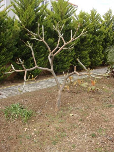 Name:  plumeria sculpture.jpg
Views: 1249
Size:  60.2 KB