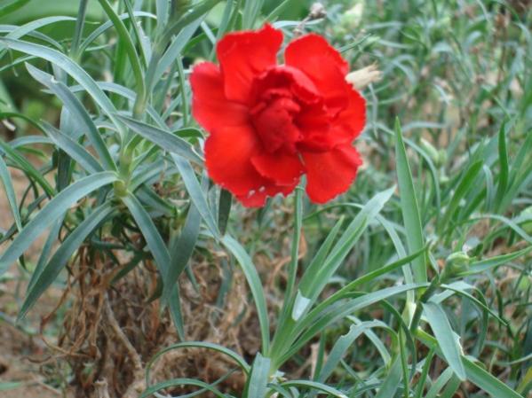 Name:  scarlet.jpg
Views: 3026
Size:  49.8 KB